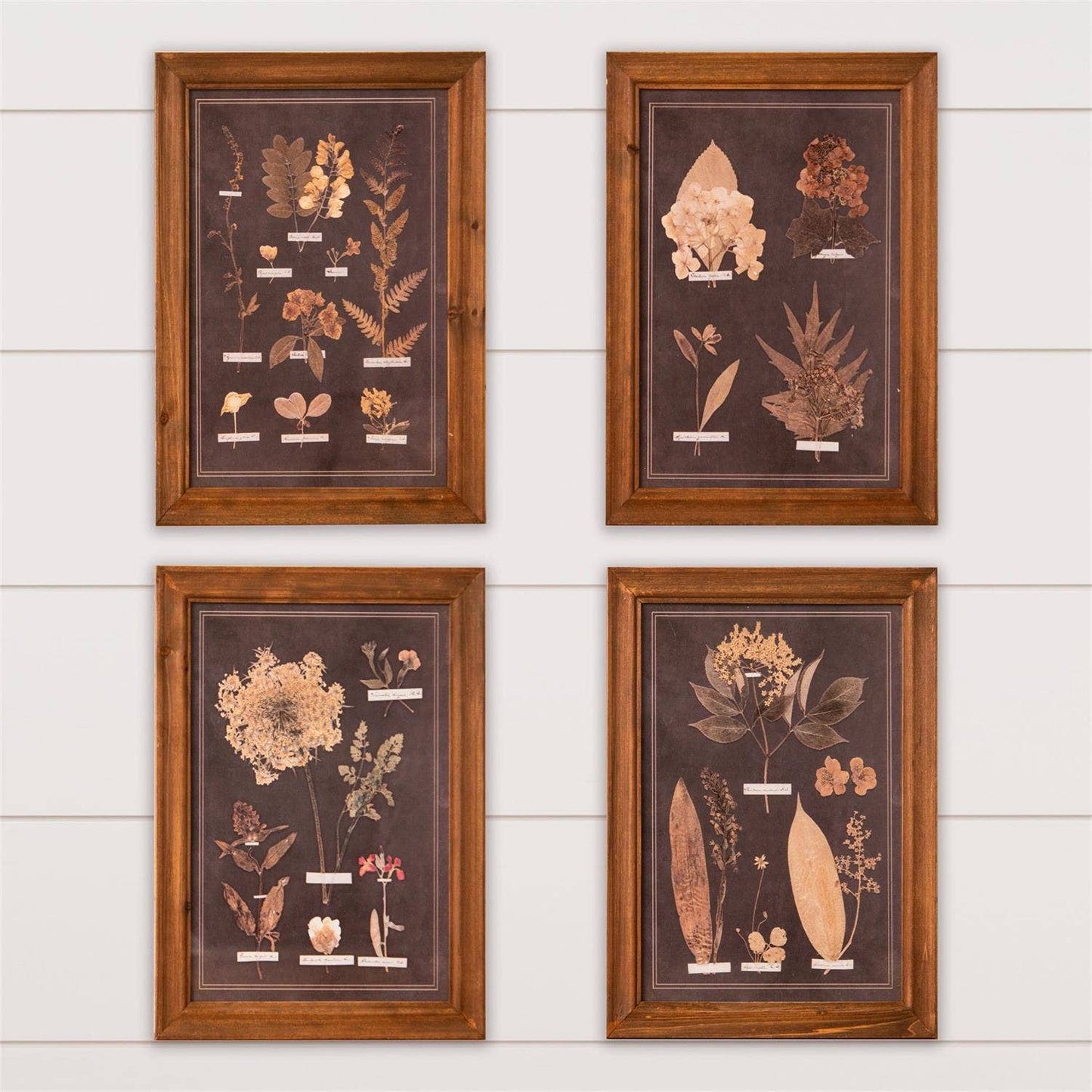 Framed Prints - Leaf Botany