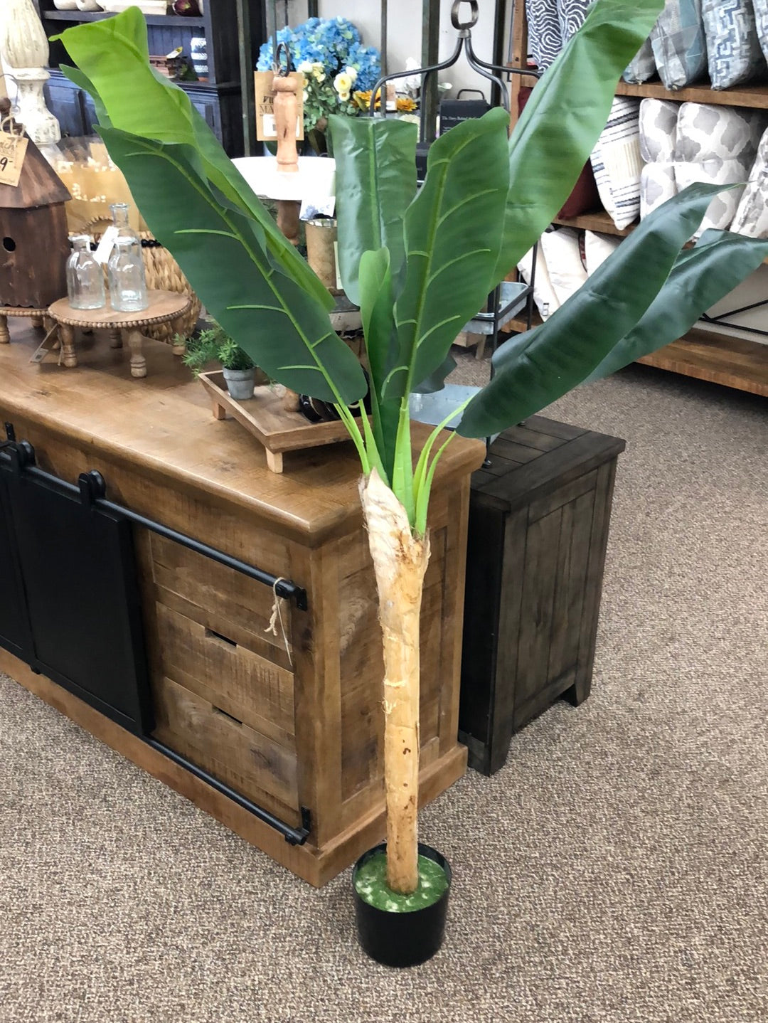 banana plant in pot