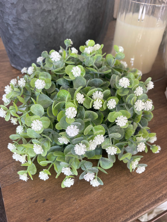 Boxwood White Tip Half Ball