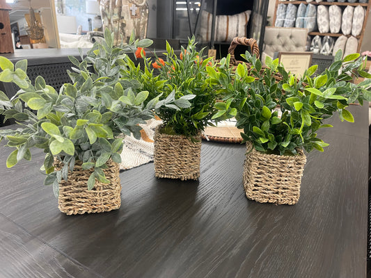 Herbs in Basket