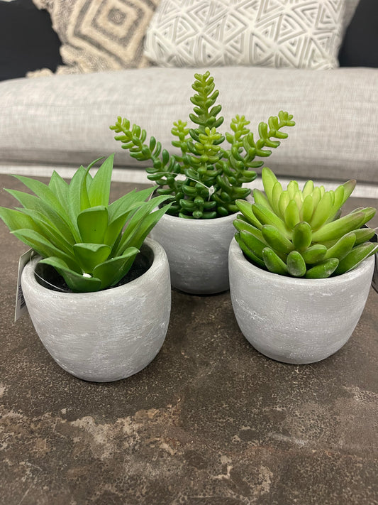 Succulents in Pot