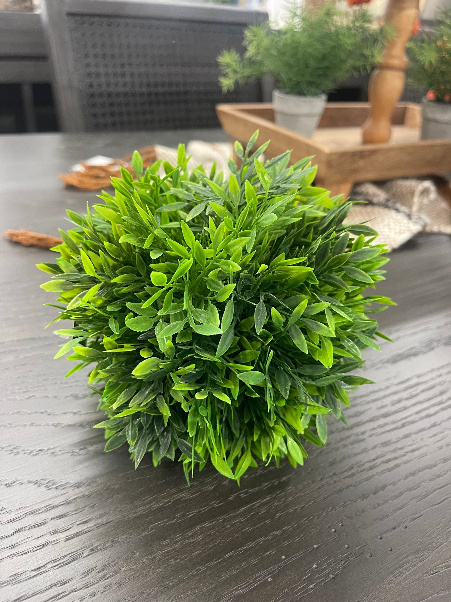 Podocarpus 6'' Ball