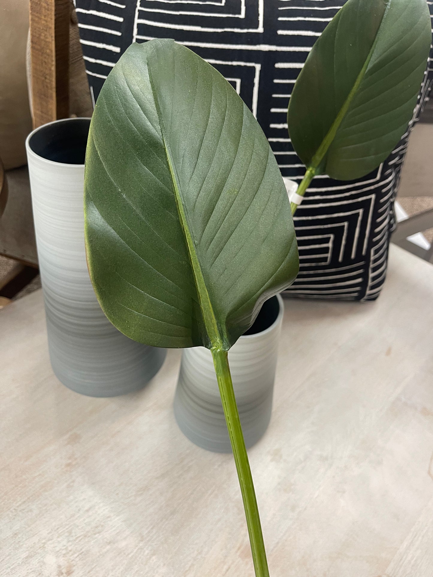Rubber Fig Leaf Stem